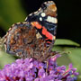 Red Admiral Butterfly