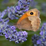 Meadow Brown Butterfly