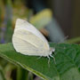 Wood White Butterfly