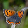 Small Copper Butterfly