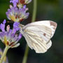 Green-veined white butterfly