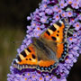 Small Tortoiseshell butterfly