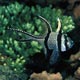 Banggai cardinalfish