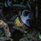 Pyjama cardinalfish