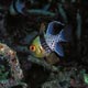 Pyjama cardinalfish