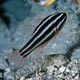 Blackstripe cardinalfish