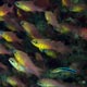 Goldbelly cardinalfish