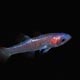 Gelatinous cardinalfish