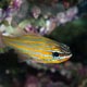 Yellowstriped cardinalfish