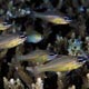 Yellowlined cardinalfish