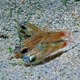 Orangespot cardinalfish