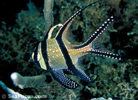 french angelfish in Grenada