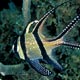 Cardinalfish