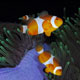 False clownfish