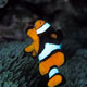 True clownfish