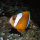 Clarke's anemonefish – orange variation