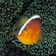 Orange anemonefish