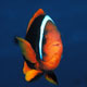 Tomato anemonefish – female