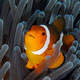 False clownfish