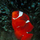 Spinecheek anemonefish