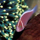 Pink anemonefish