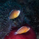 Skunk anemonefish