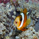 orange-finned anemonefish - juv.