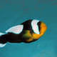 Saddleback anemonefish