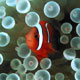 Orange-finned anemonefish - juv.