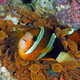 Clarke's anemonefish