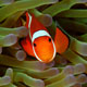 False clownfish