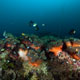 Skunk anemonefish