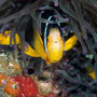 Clarke's anemonefish