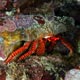 cone shell hermit crab