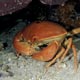 reef crab