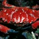 reef crab