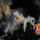 decorator crab