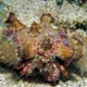 anemone hermit crab