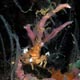 decorator crab