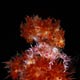 dendronephthya crab