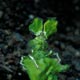 halimeda algae crab