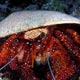 white-spotted hermit crab