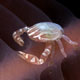 Haig's porcelain crab