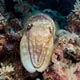 Cuttlefish 