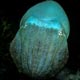 Cuttlefish: Kapalai, Borneo