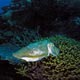 Cuttlefish laying eggs: Great Barrier Reef, Australia