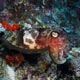 Cuttlefish: Manado, Indonesia