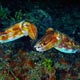 Cuttlefish: Ambon, Indonesia