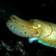 Cuttlefish: Lankayan, Borneo