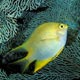 Golden damselfish